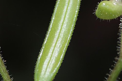 高山油點草 (2)