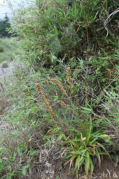 台灣粉條兒菜 Aletris formosana  (4)