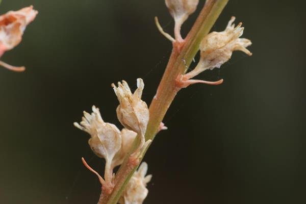 台灣粉條兒菜 Aletris formosana  (2)