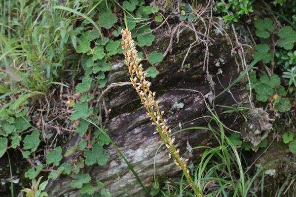 台灣粉條兒菜 Aletris formosana  (3)