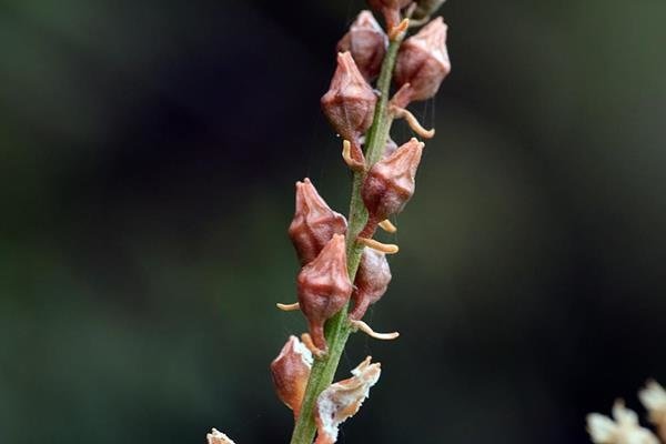 台灣粉條兒菜 Aletris formosana  (1)