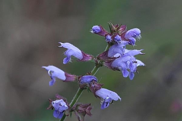 日本紫花鼠尾草-1