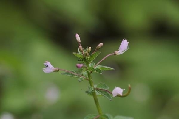 平伏莖白花菜 (3)