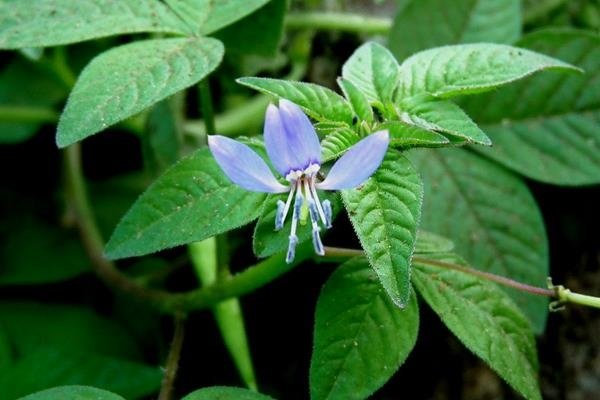 平伏莖白花菜 (2)