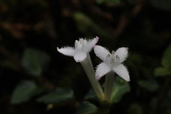 蔓虎刺 Mitchella undulata-1