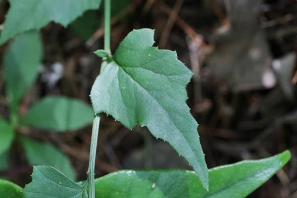 小蔓黃菀 (6)