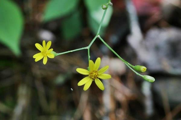 小蔓黃菀 (3)