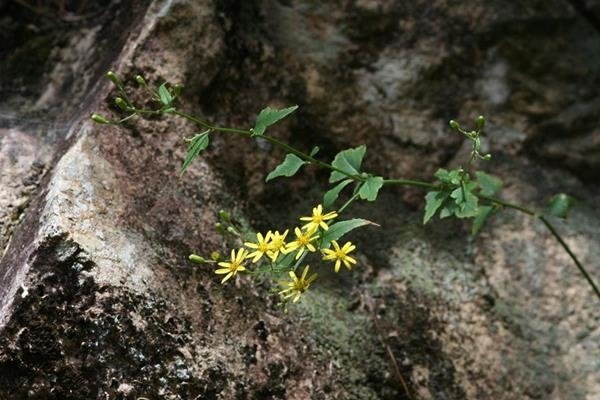 小蔓黃菀 (1)