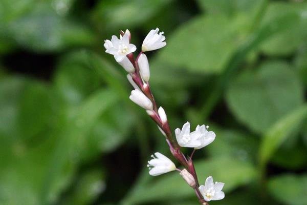 愉悅蓼 Polygonum jucundum-7