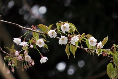 阿里山櫻