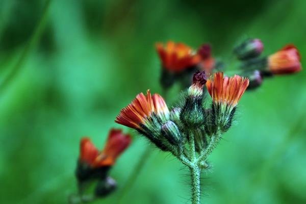 Hieracium aurantiacum-コウリンタンポポ-紅輪蒲公英-黃花鼠耳菊  (1)