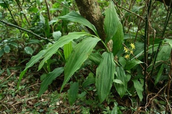 Cephalantheropsis obcordata 綠花肖頭蕊蘭  (7).jpg