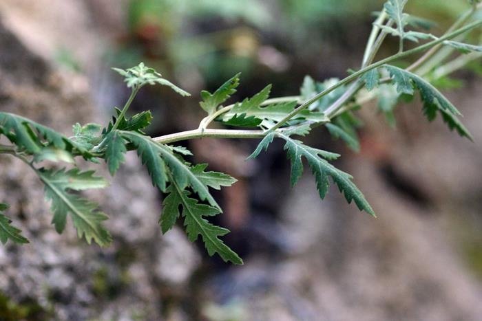 阿里山油菊  (6)