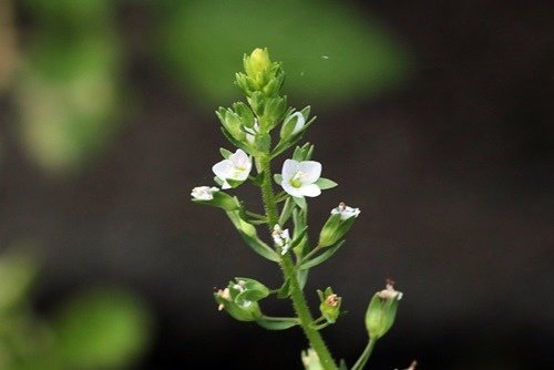 Veronica undulata  (2)