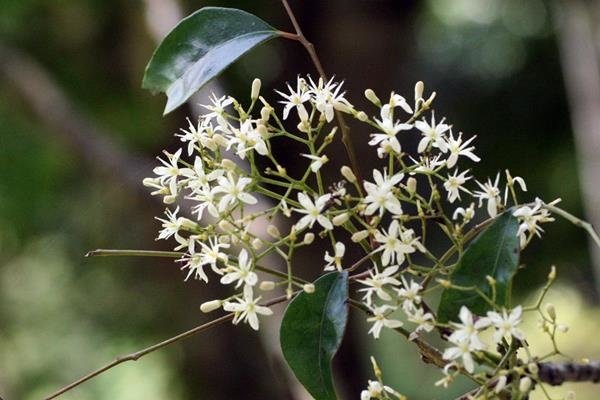 Murraya euchrestifolia 山黃皮-山豆葉月橘  -4