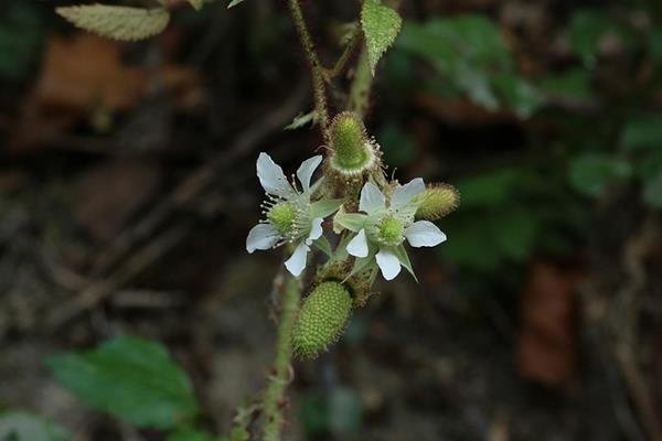 Rubus sumatranus-紅腺懸鉤子-長果懸鉤子  (5).JPG