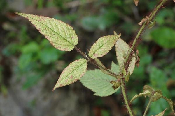 Rubus sumatranus-紅腺懸鉤子-長果懸鉤子  (3).JPG