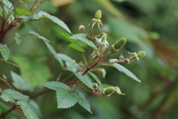 Rubus sumatranus-紅腺懸鉤子-長果懸鉤子  (4).JPG