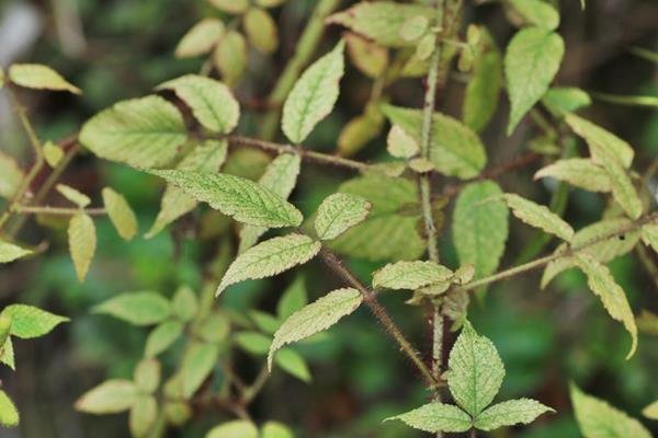 Rubus sumatranus-紅腺懸鉤子-長果懸鉤子 (2).JPG