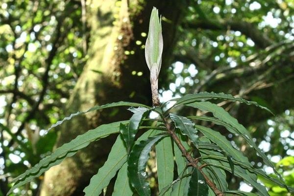 Litsea acuminata 長葉木薑子 (2).JPG