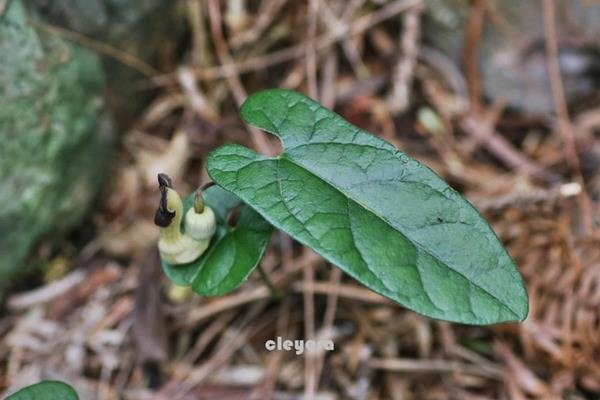 Aristolochia pahsienshanensis 八仙山馬兜鈴  (3).JPG