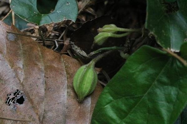 Aristolochia pahsienshanensis 八仙山馬兜鈴  (13).JPG