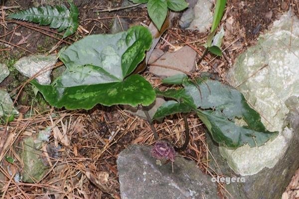 Asarum satsumense 薩摩細辛 (1).JPG