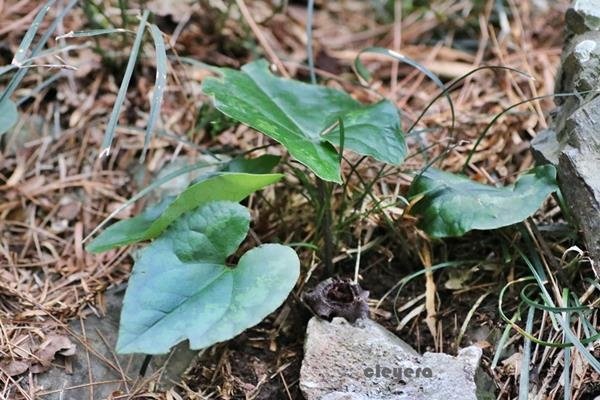 Asarum satsumense 薩摩細辛 (0).JPG