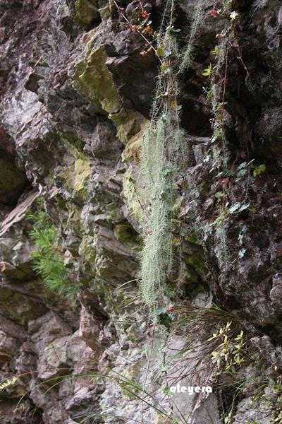 Usnea longissima 長松蘿 (1).JPG