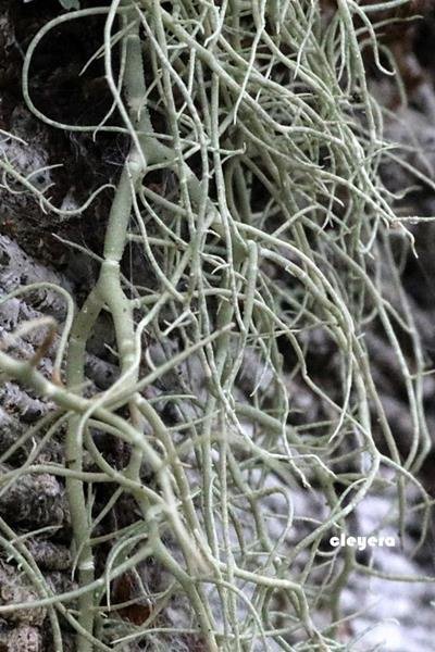 Usnea himalayana 喜馬拉雅松蘿 (2).JPG