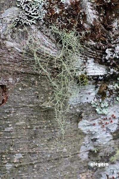 Usnea himalayana 喜馬拉雅松蘿 (1).JPG