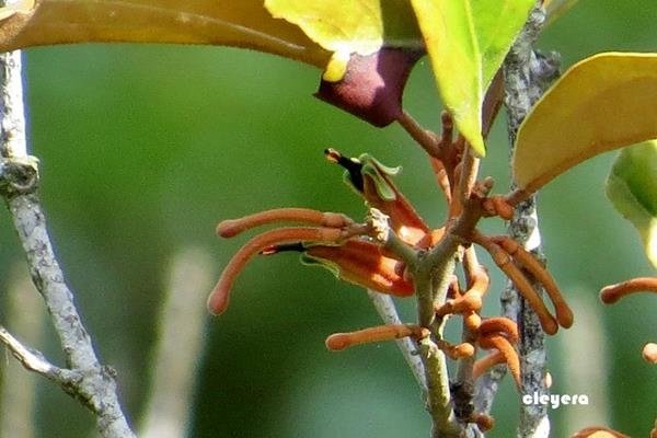 Taxillus lonicerifolius 忍冬葉桑寄生 (2).JPG