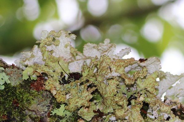 Nephromopsis pallescens 皮革腎島衣  (4).JPG