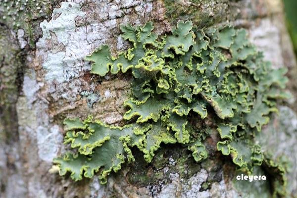 黃假杯點衣 Pseudocyphellaria aurata (1).JPG