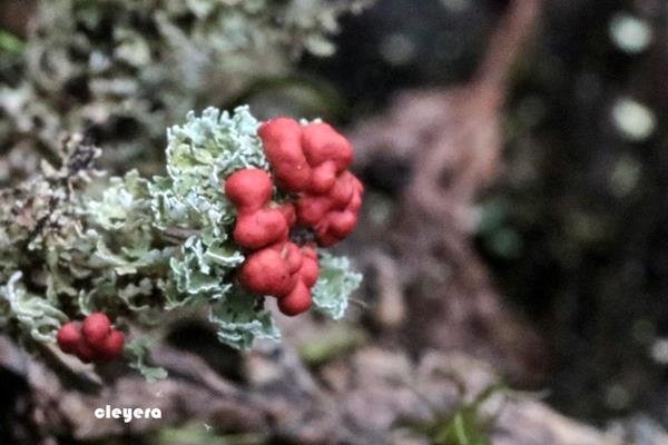 菊花石蕊 Cladonia bellidiflora (1).JPG