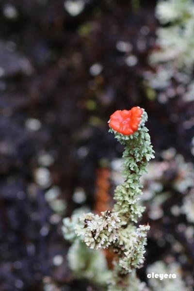 菊花石蕊 Cladonia bellidiflora (2).JPG