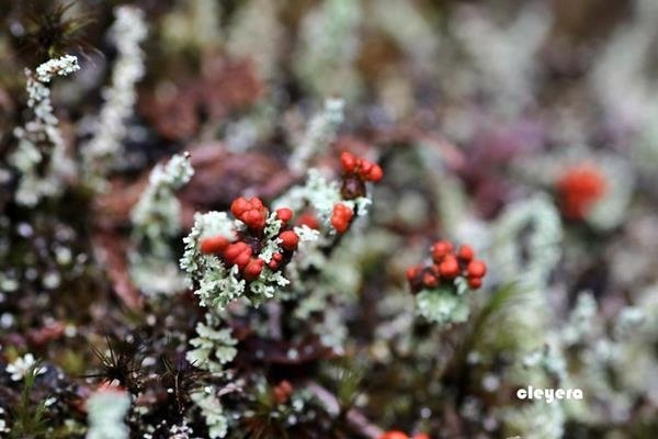 菊花石蕊 Cladonia bellidiflora (4).JPG