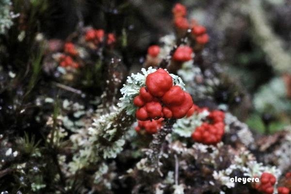 菊花石蕊 Cladonia bellidiflora (3).JPG