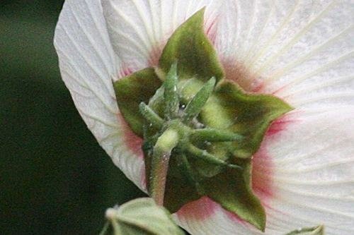 錦-Hibiscus taiwanensis 山芙蓉-花萼 051112-1小粗坑 (1).jpg