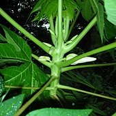 DSCN2146