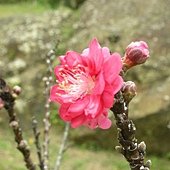 DSCN2643