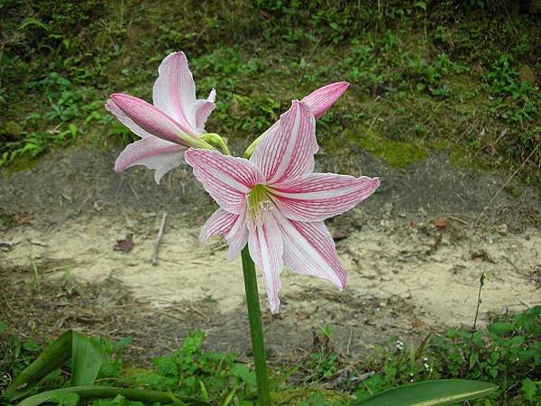 DSCN2669