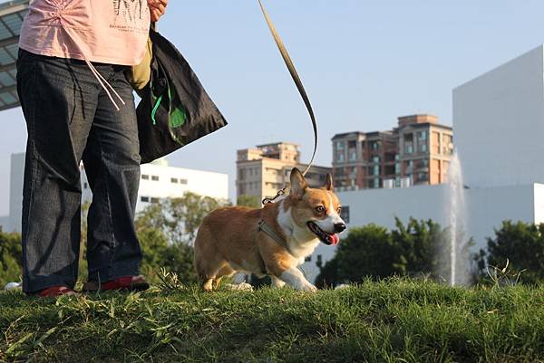 在夕陽中散步的小毛.jpg