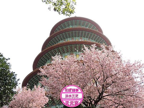 2015淡水三芝天元宮吉野櫻_網路行銷萬豐云科技