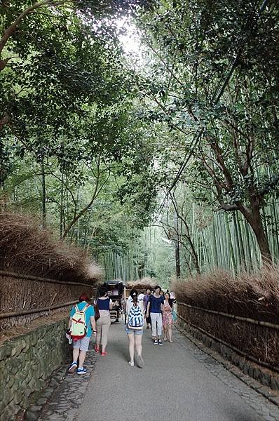 bamboo forest (22).JPG