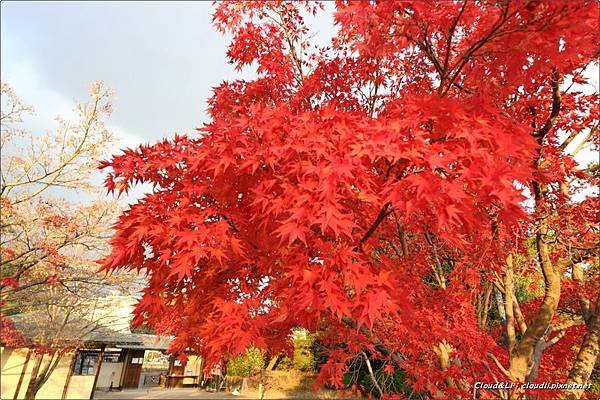 IMG_0230_结果.JPG