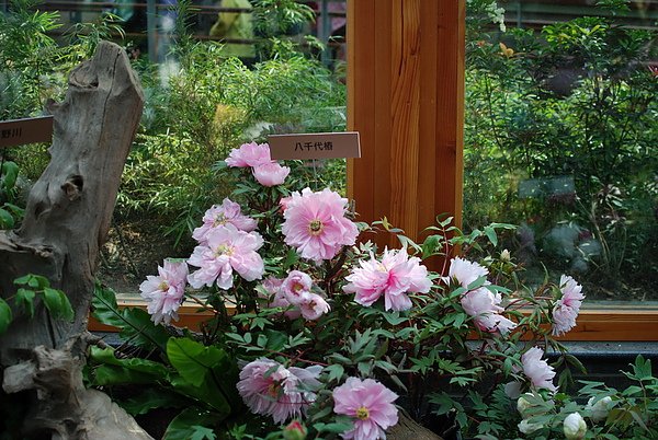 DSC_9295.JPG