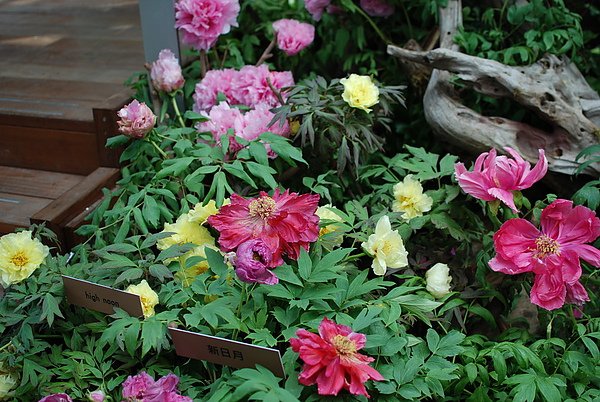 DSC_9292.JPG