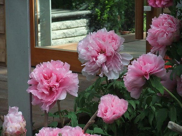 DSCF9033.JPG