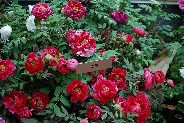DSC_9297.JPG